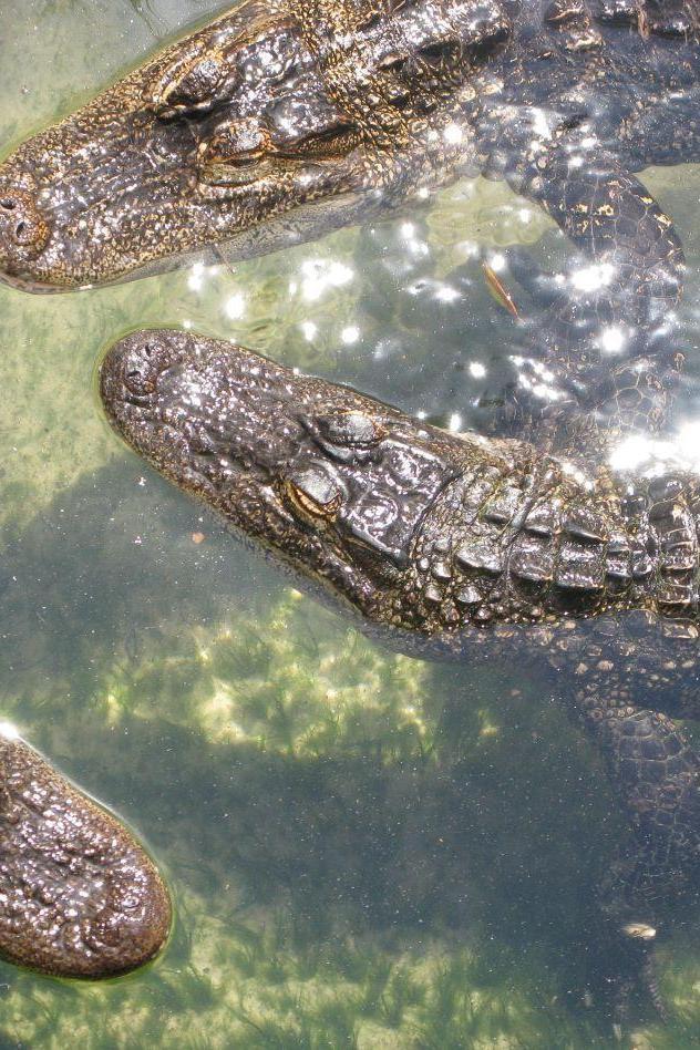 St. Augustine Alligator Farm Zoological Park